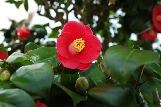 五島椿 23度 720ml